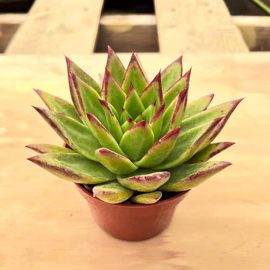 4-inch Succulent Echeveria agavoides 'Lipstick', Live Succulents Plants Fully Rooted in Pots with Soil, Easy-Care House Plants for DIY, Home Office Decoration