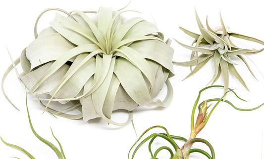 10 Pack of Large Tillandsia Air Plants - Xerographica, Juncea, Bulbosa, Caput Medusae & Harrisii- Live Succulent House Plants Availabe in Wholesale and Bulk - Easy Care Indoor and Outdoor Plant