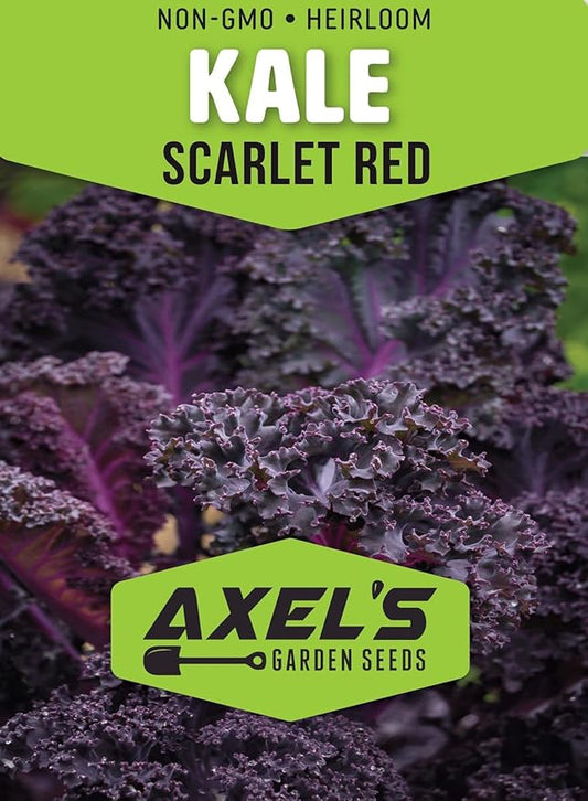 Scarlet Red Kale Seeds for Planting – Plant & Grow Heirloom Scarlet Red Kale in Home Outdoor Vegetable Garden, Brassica oleracea – 2 Packets