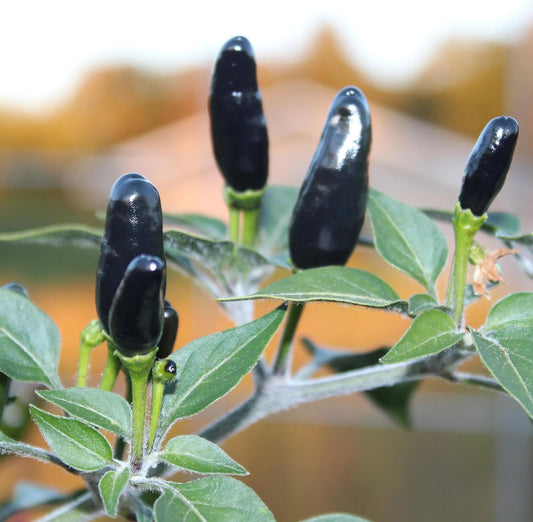 Premium Black Cobra Pepper (Capsicum Annuum) - Rare & Exotic Hot Chili Pepper, Perfect for Home Gardening and Gourmet Cooking (2 bkcbr pep Bags)