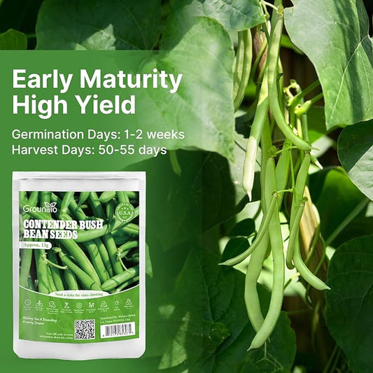 Contender Bush Green Bean Seeds, Approx 13g - Non-GMO Heirloom Green Beans Planting for Outdoor Home Vegetable Garden