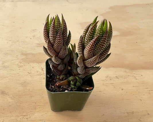 Sprout N Green Haworthia coarctata VAR. adelaidensis, Rare Live Succulent Plant Fully Rooted in 2inch Starter Pot, Home Office Indoor Outdoor Wedding Decoration DIY Projects Party Favor