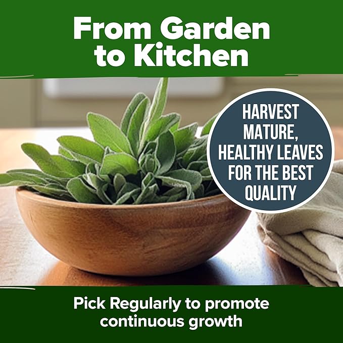 HOME GROWN π¨π¦π π£π₯ππ ππ¨π White Sage Seeds 323 Pack π‘π’π‘-ππ π’ Heirloom Seeds - Grow Aromatic Sage Plants for Your Herb Seeds Garden with Sage for Planting Outdoor or Indoor (Salvia apiana)