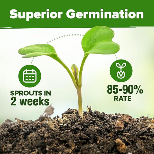 HOME GROWN 25 Herb Seeds for Planting 8,700+ Non-GMO Heirloom Seeds | Extra Large Variety Pack Herb Kit β Indoor Outdoor & Hydroponic | Culinary Seed Set | Grow Your Own Herbs | Gardening Gift