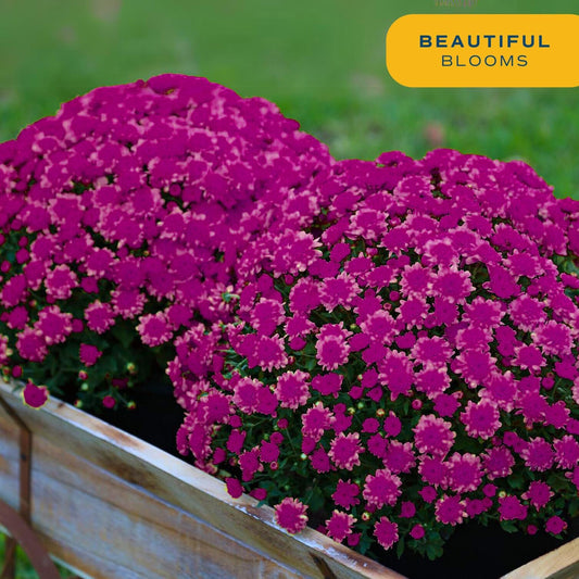 Costa Farms Live Plants – Fall Mums 2-Pack (Purple) in Color Pot | 3 Qt. Seasonal Houseplants & Outdoor Flowers for Porch, Patio, or Garden | Ships in Bud Form for Longer Bloom