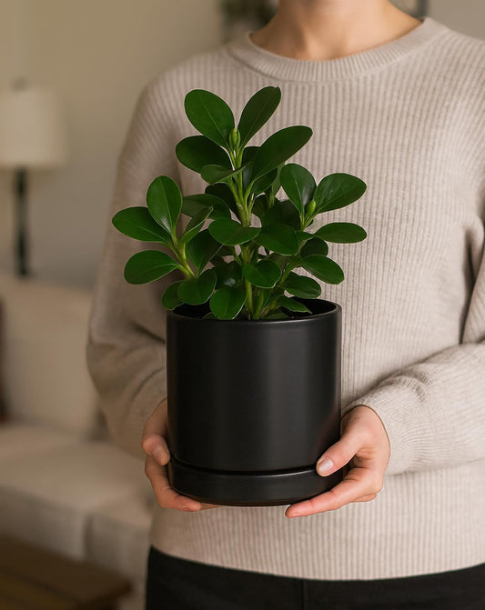 D'vine Dev 4.7 Inch & 6.5 Inch Ceramic Planter Pots for Plants with Drainage Hole and Saucer, Small Plant Pots Set, Black, 94-G-S-2