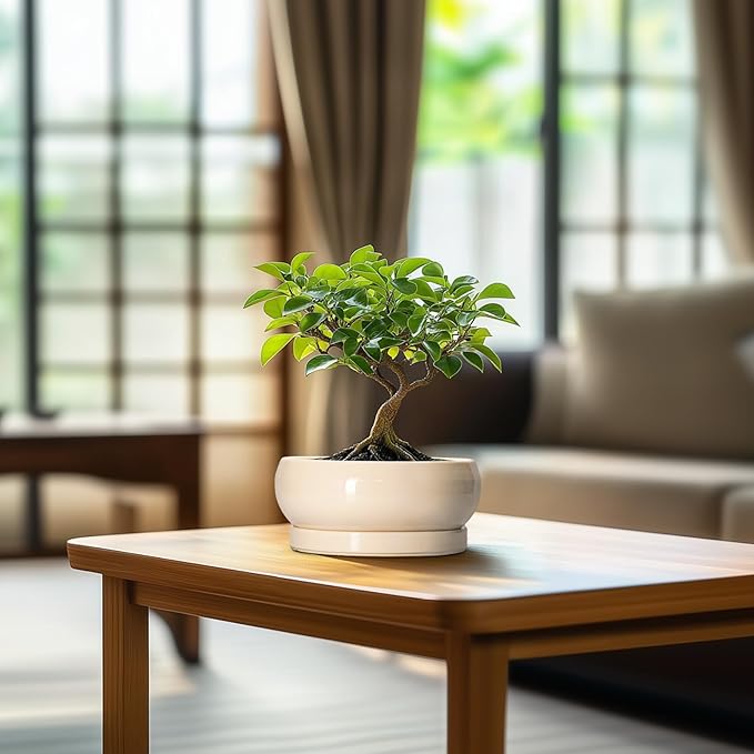 Small Bonsai Pots - 6 Inch Ceramic Succulent Planters for Indoor Plant Outdoor, Shallow Planter with Drainage Hole and Saucer, Round Succulent Pots, Kitchen Decor, Gifts for Women Men, Beige