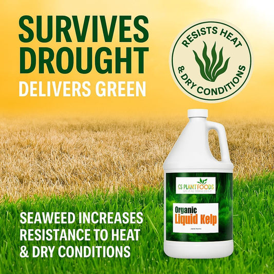Organic Kelp Fertilizer by GS Plant Foods - Omri Listed(1 Gallon) - Liquid Kelp Concentrate for Gardens, Lawns & Soil Yields 800+ gallons