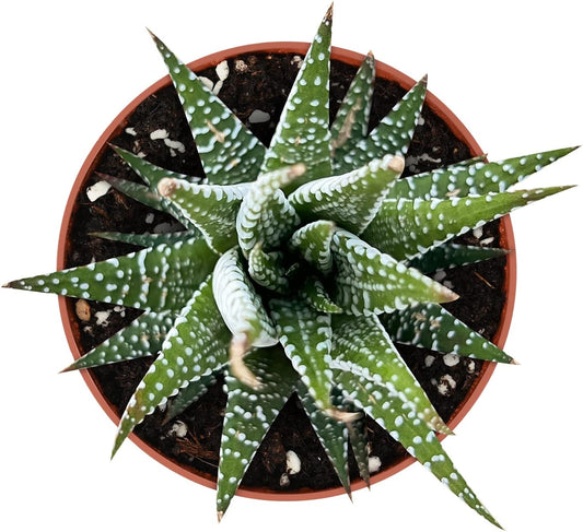 Sprout N Green Haworthiopsis fasciata 'Big Band', Live Succulent Fully Rooted in 4" Pots, Rare House Plant for Home Office Indoor Outdoor Wedding Decoration, DIY Projects, Party Favor