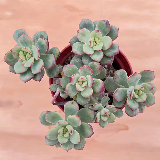 Sprout N Green Echeveria 'Tango', Live Succulent in 4in Pots with Soil, House Plant for Home Office Wedding Hanging Decoration, DIY Projects, Party Favor