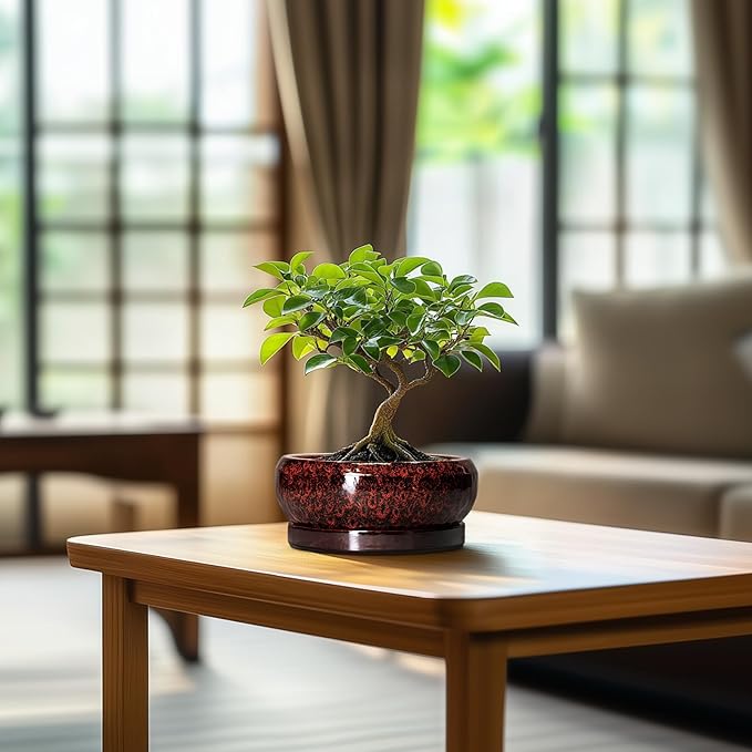 Succulent Planters 6 Inch - Ceramic Bonsai Pots with Drainage Hole and Saucer, Small Bonsai Planter, Round Planter Bowl, Shallow Plant Pots Indoor, Room Decor, Gifts for Plant Lovers, Red