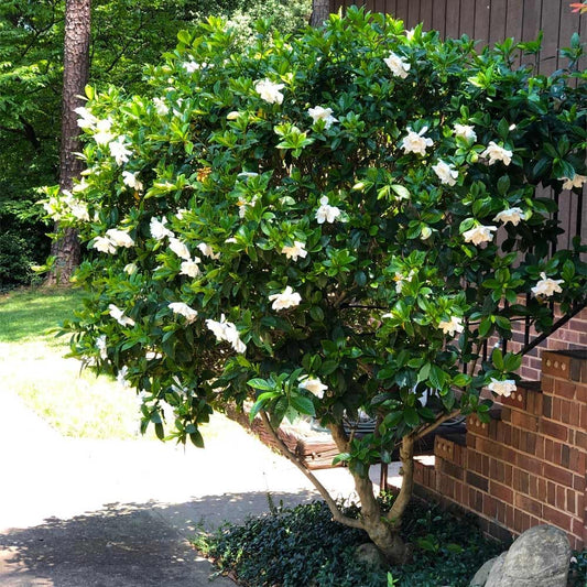 Gardenia Mystery - Gardenia Jasminoides. Hardy Evergreen Shrub with Large, Sweetly Fragrant White Flowers, Ideal for Landscaping and Container Gardening (2 Gardenia Mystery Plants in Sac)