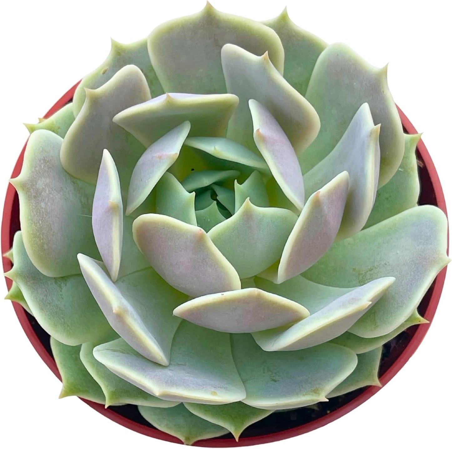 Live Succulent 4" Echeveria Lola, Succulents Plants Live Fully Rooted House Plant for Home Office Decoration, DIY Projects by The Succulent Cult…