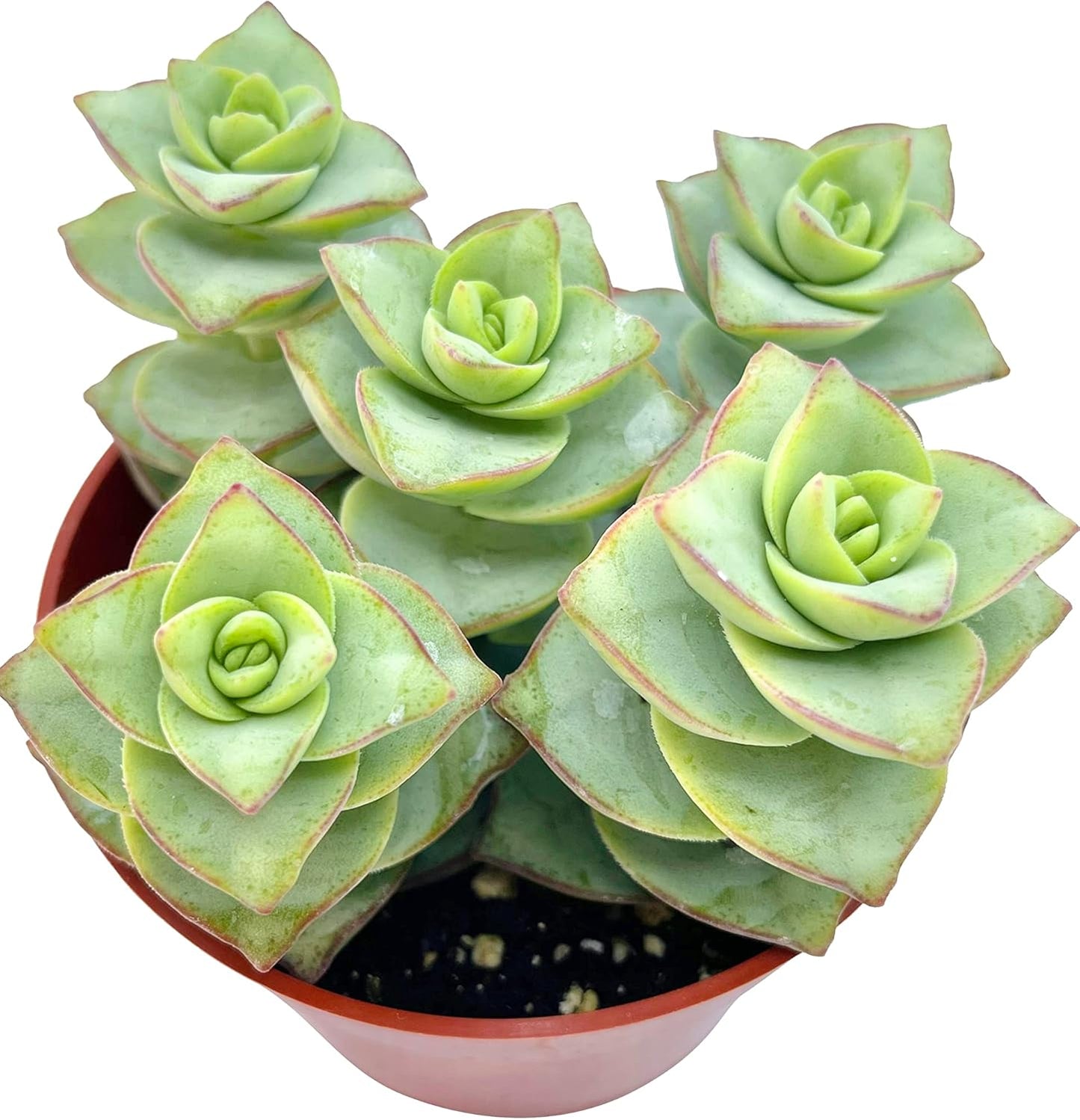 Live Succulent 4" Crassula Perforata Ivory Towers, Succulents Plants Live Fully Rooted House Plant for Home Office Decoration, DIY Projects by The Succulent Cult