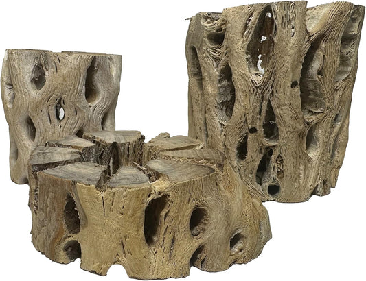 3 Natural Cholla Wood Air Plant Display Holders Tiered 1, 2 & 3 inch Individually Unique Round Decorative Stands