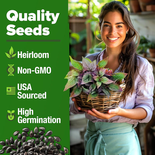 HOME GROWN Thai Basil Seeds Pack - 876 High Germination π‘π’π‘-ππ π’ π¨π¦π Heirloom Herb Seeds for Planting,Ideal for Growing Fresh Basil Planting Indoor or Outdoor(Ocimum basilicum var.thyrsiflora)