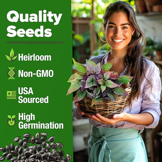 HOME GROWN Thai Basil Seeds Pack - 438 High Germination 𝗡𝗢𝗡-?𝗠𝗢 𝗨𝗦𝗔 Heirloom Herb Seeds for Planting,Ideal for Growing Fresh Basil Planting Indoor or Outdoor(Ocimum basilicum VAR.thyrsiflora)