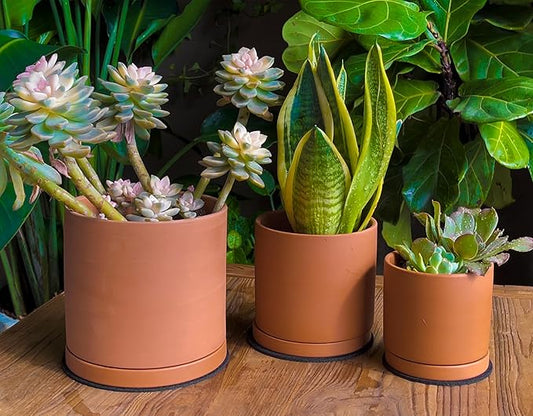D'vine Dev Terracotta Pots for Plants, 4.2 Inch 5.3 Inch 6.5 Inch, Succulent Planter Pot with Drainage and Saucer, 40-T-A-0