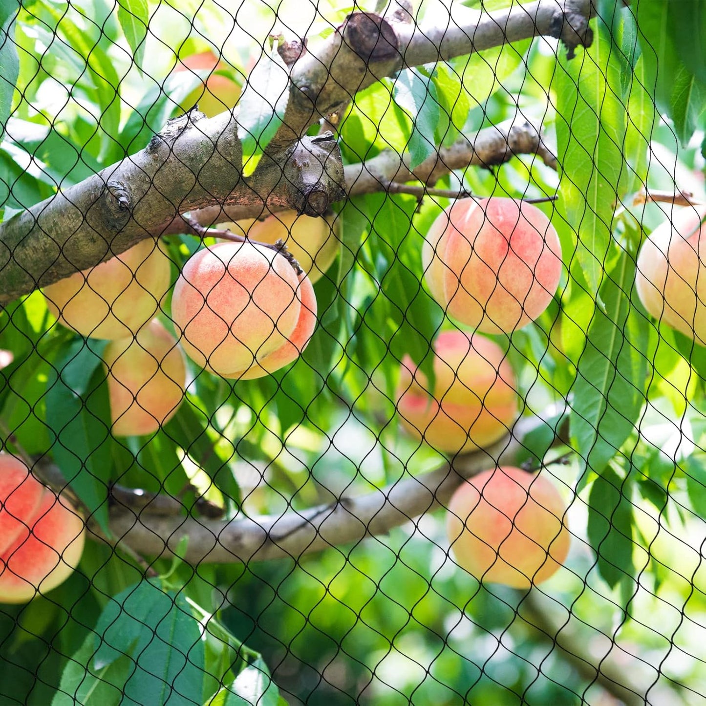 Poultry Netting for Chicken Run - 25x50ft Garden Netting with 1" Square Mesh Protect Plants,Fruit Tree & Vegetables from Poultry,Birds Deer,Pests & Other Animals, Bird Netting for Garden,Farm,Orchard