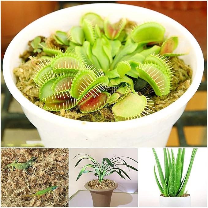 Halatool 6OZ Natural Sphagnum Moss for Plants 8 QT Premium Peat Moss Dried Long Fiber Orchid Moss for Orchid Repotting Carnivorous Succulents Garden Flowers Crafts Terrarium and Reptiles