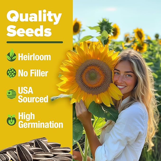HOME GROWN π¨π¦π Sunflower Seeds to Plant | 520+ Giant Mammoth Sunflower Seeds for Planting Bulk Packet | Heirloom, High Germination, Easy to Grow Jumbo Sun Flower for Home Garden(Helianthus annuus)
