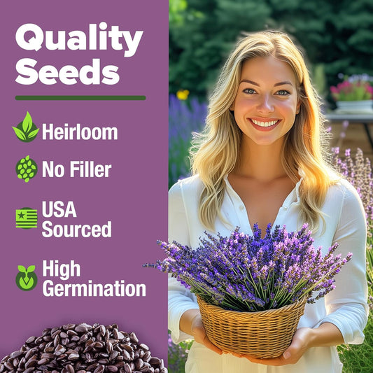 HOME GROWN π¨π¦π π£π₯ππ ππ¨π English Lavender Seeds 2 Pack 3000 π‘π’π‘-ππ π’ Wildflower Seed, for Planting Indoor Outdoor High Germination Flower Seeds (Lavandula antustifolia)
