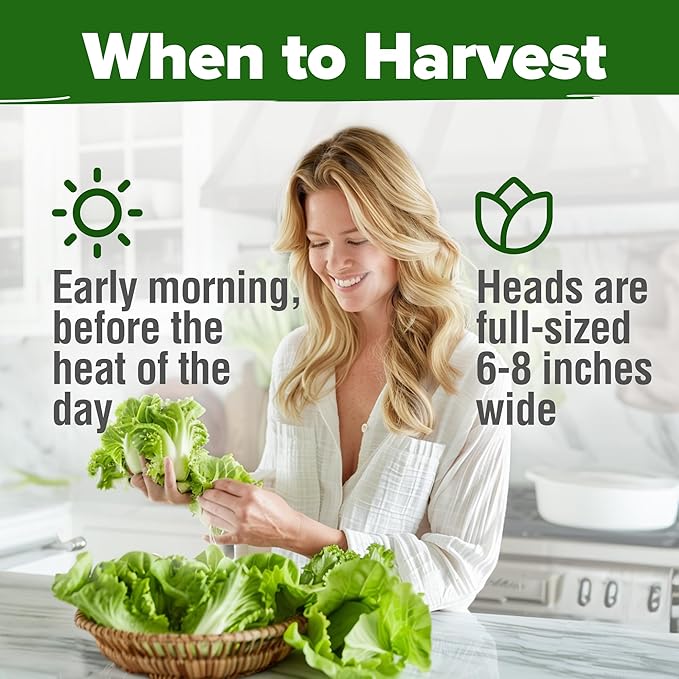 HOME GROWN π¨π¦π π£π₯ππ ππ¨π Buttercrunch Lettuce Seeds Bulk Pack - 1975 Heirloom π‘π’π‘-ππ π’ Seeds for Hydroponic Garden Indoor Outdoor - Butter Lettuce Vegetable for Planting (Lactuca Sativa)