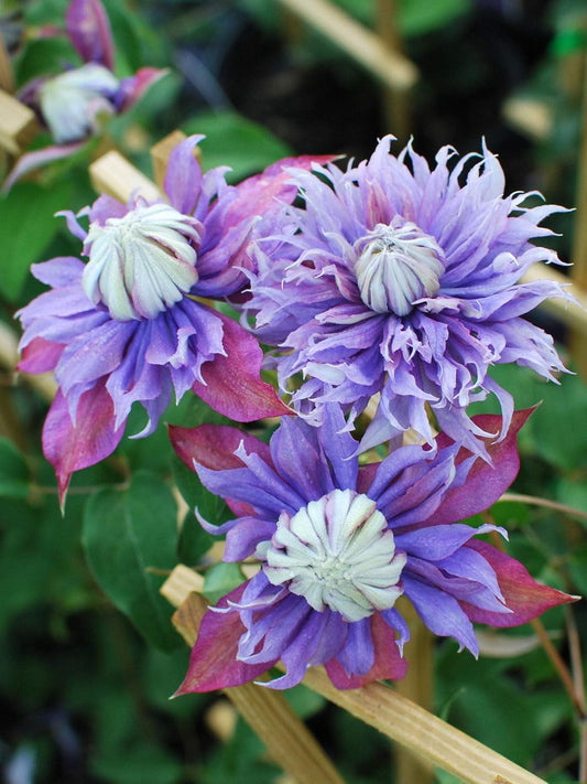 Perennial Farm Clematis x Viticella Diamantina Hybrid– Live Regal® Series Clematis in 4 Quart Container, Large Double Purple Blooms, Long Blooming, Compact Climber, Ideal for Trellises & Containers