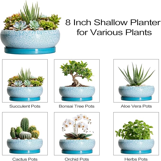 Succulent Pots 8 Inch - Ceramic Bonsai Pots with Drainage Hole and Saucer, Succulent Planters for Indoor Plants Outdoor, Round Shallow Planter Bowl, Porch Decor, Gardening Gifts, Blue