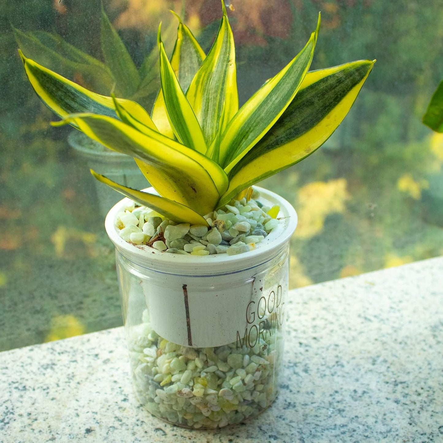 3lb Jade Bean Pebbles,1/4 Inch Cactus Bonsai DIY Rocks, Natural Succulent Rock and River Rocks Decorative for Aquariums, Vases, Terrarium, Outdoor Gardening, Top Dressing for Potted Plants