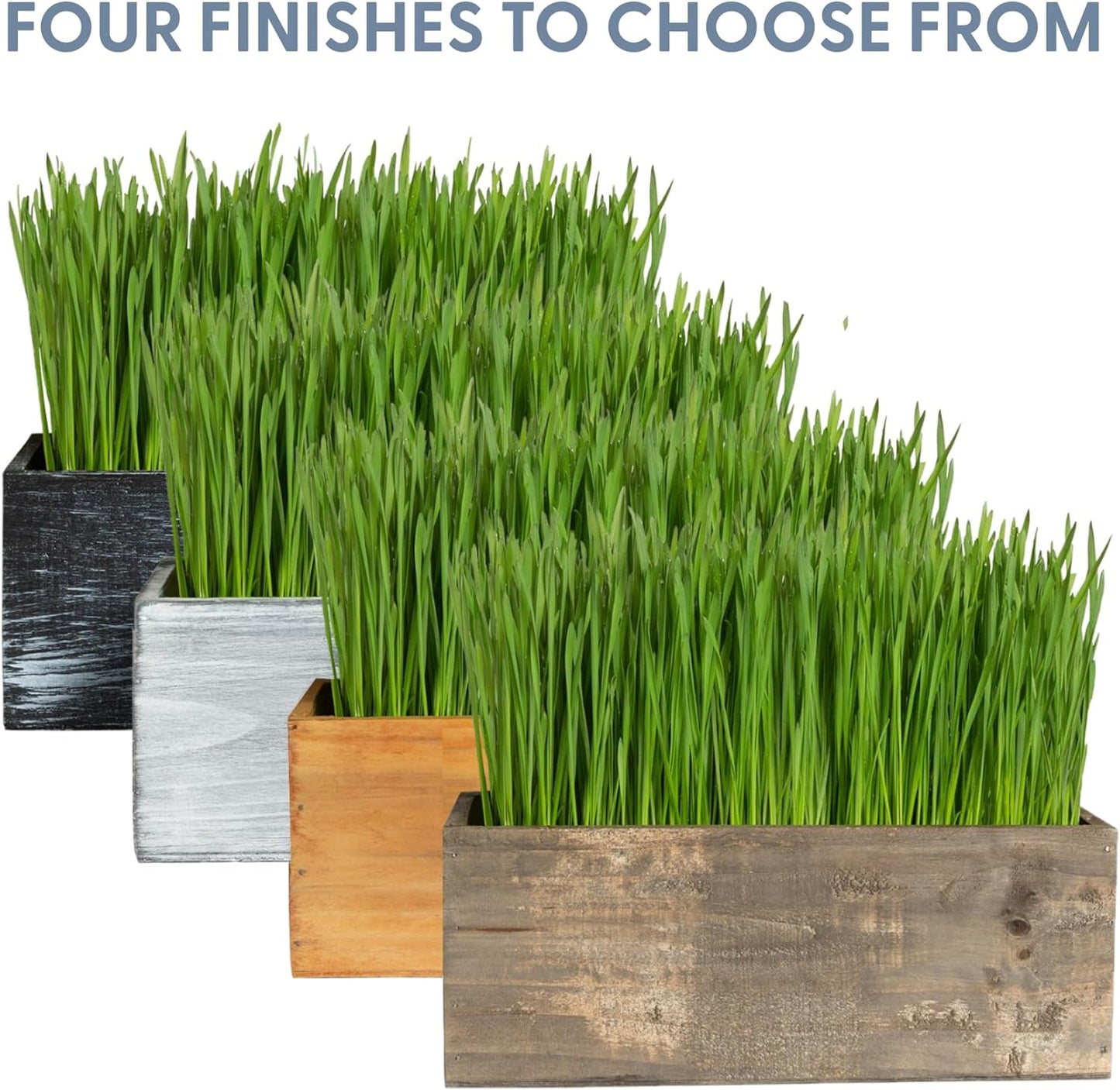 The Cat Ladies Cat Grass Kit with Black Rustic Wooden Planter, Organic Cat Grass Seeds and Soil. Easy to Grow Cat Grass for Indoor Cats. Prevent Hairballs and Aid Digestion