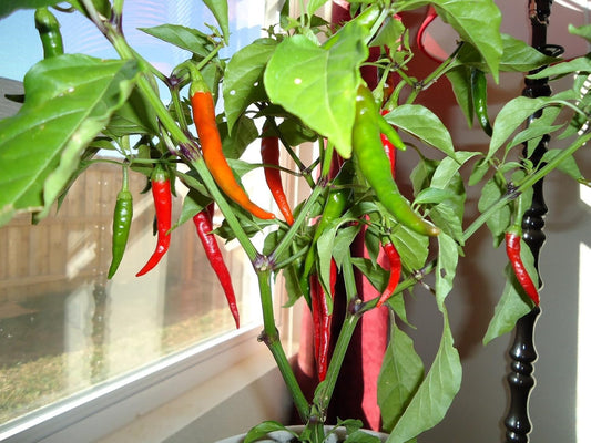 Clovers Garden Cayenne Long Slim Pepper Plants- Two (2) Live Plants – Non-GMO - Not Seeds – Each 4"-8" Tall in 4 Inch Pots - Medium Heat, Dries Well