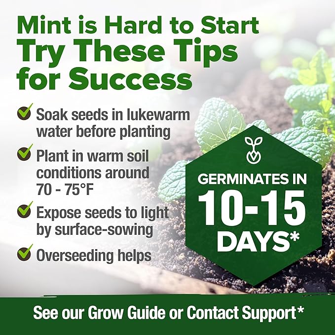 HOME GROWN π¨π¦π π£π₯ππ ππ¨π Common Mint Seeds (Bulk Pack) 1,800 π‘π’π‘-ππ π’ Heirloom Herb Seeds, USA Sourced | Ideal for Planting Outdoors or Indoors for a Fresh Mint Tea Garden (Mentha spp)