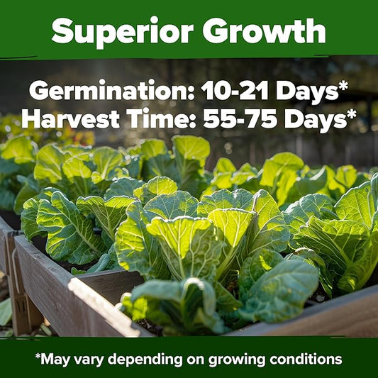 HOME GROWN 𝗨𝗦𝗔 𝗣𝗥𝗘𝗠𝗜𝗨𝗠 Collard Green Seeds - 300 Seeds for Fall Planting - High Germination 𝗡𝗢𝗡-𝗚𝗠𝗢 Heirloom Vegetable Seeds, Vates Collard Greens Seed Pack (Brassica oleracea)