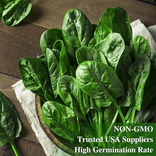 Bloomsdale Spinach Seeds, Approx 353 Seeds Heirloom Non-GMO, USA Supplier Seeds for Planting, Fast Growing for Gardens, Indoors or Outdoors