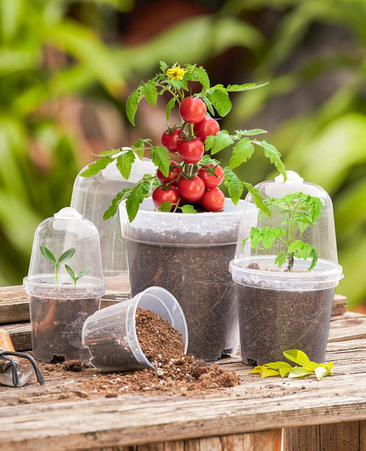 homenote Clear Nursery Pots for Plants,3/4/5 Inch Plant Pot for Planting with Humidity Domes Plastic Seedling with Drainage Holes Seed Starter Flower High Transparency (15 Pack)