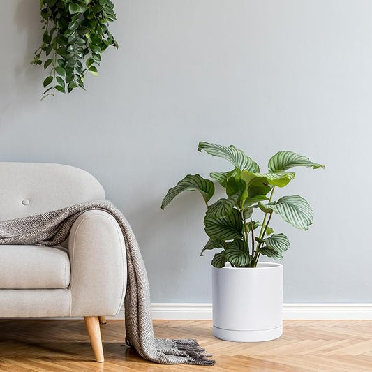 D'vine Dev 10 Inch Ceramic Planter Pot with Drainage Hole and Saucer, Indoor Cylinder Round Planter Pot, White, 94-O-E-1