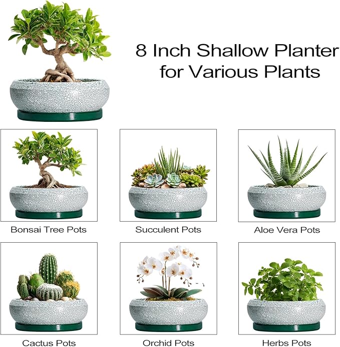 Bonsai Tree Pots - 8 Inch Ceramic Succulent Pot with Drainage Hole and Tray, Bonsai Pots, Shallow Planters for Indoor Outdoor, Round Planter Bowl, House Decor, Gifts for Plant Lovers, Green