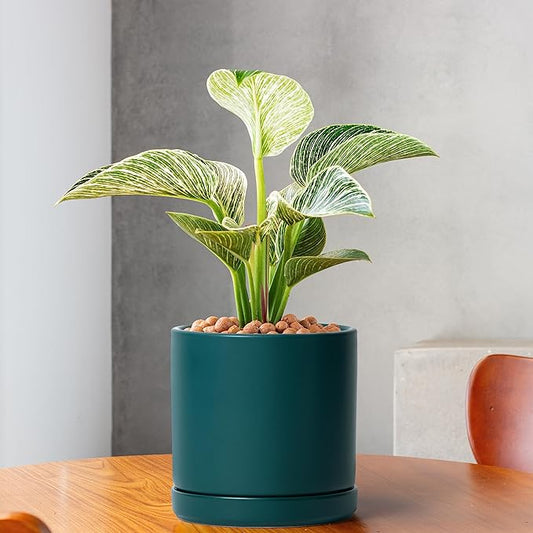 D'vine Dev 6 Inch Ceramic Planter Pot with Drainage Hole and Saucer, Indoor Cylinder Round Planter Pot, Teal, 94-O-C-9