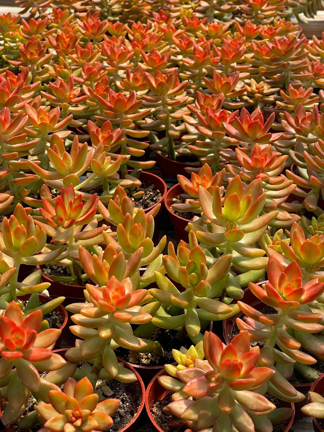 Live Succulent 4" Sedum Coppertone Blood Orange, Succulents Plants Live Fully Rooted House Plant for Home Office Decoration, DIY Projects by The Succulent Cult