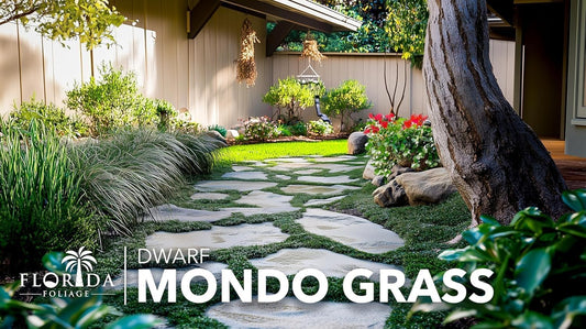 Dwarf Mondo Grass | 30 Live Plants | Japonicus Nanus | Shade Loving Evergreen Lilyturf Groundcover