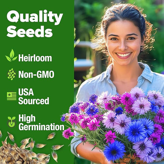 HOME GROWN Bachelor Button Flower Seeds Tall Mix – 700+ Cornflower Heirloom Seeds for Planting - Quick Blooming, Non-GMO, Pollinator Friendly, Easy to Grow Wildflowers – USA Grown (Centaurea cyanus)