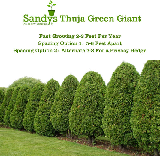 Thuja Green Giant Arborvitae Lot of 30 Each in a Protective Pouch 12-15 inches Tall