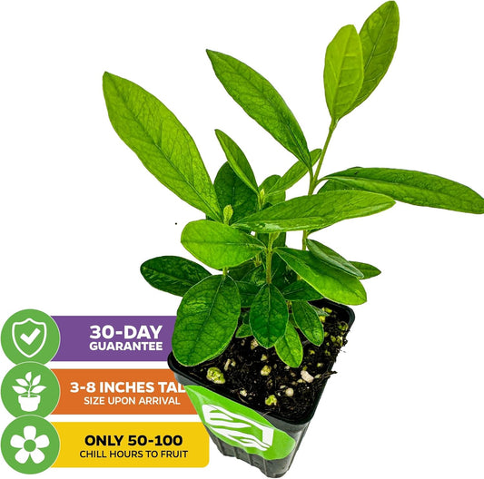 Pineapple Guava (Feijoa) Live Plant - ACCA sellowiana by Wellspring Gardens - Tropical Pineapple Guava Fresh Fruit Bearing Trees - Organic Starter Live Plants for Gardening and Planting Outdoor