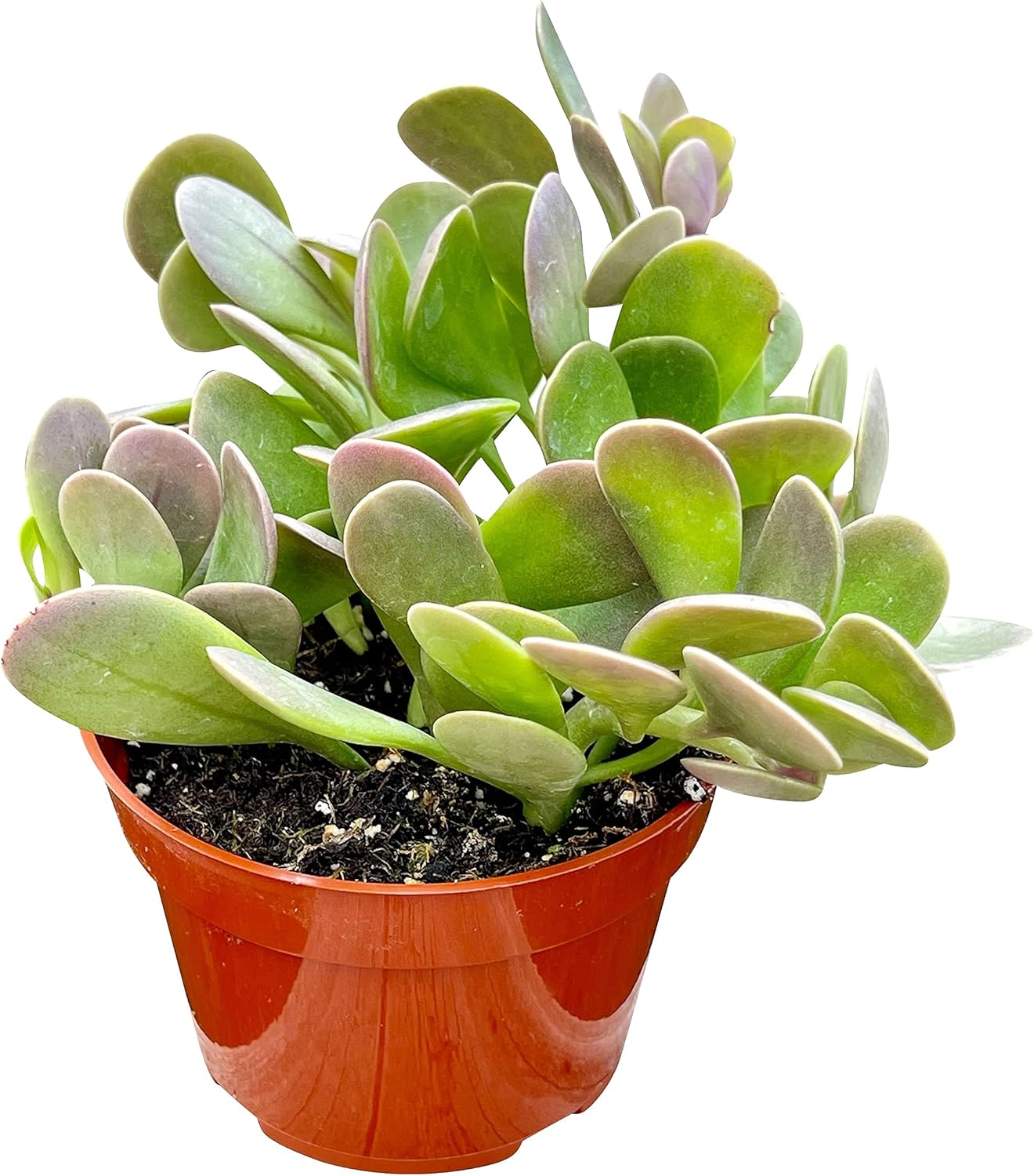Live Succulent, 4" Senecio Jacobsenii Trailing Jade, Succulents Plants Live, Succulent Plants Fully Rooted, House Plant for Home Office Decoration, DIY Projects, Party Favor Gift By The Succulent Cult