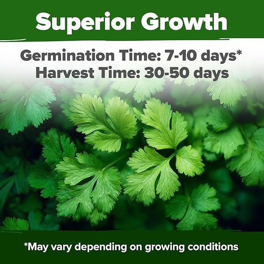 HOME GROWN 𝗨𝗦𝗔 𝗣𝗥𝗘𝗠𝗜𝗨𝗠 500+ Cilantro Seeds (Fast Growing) 𝗡𝗢𝗡-𝗚𝗠𝗢 Heirloom Coriander Seeds for Planting Indoors & Outdoors – Santo Cilantro Herb for Kitchen Garden, High Germination