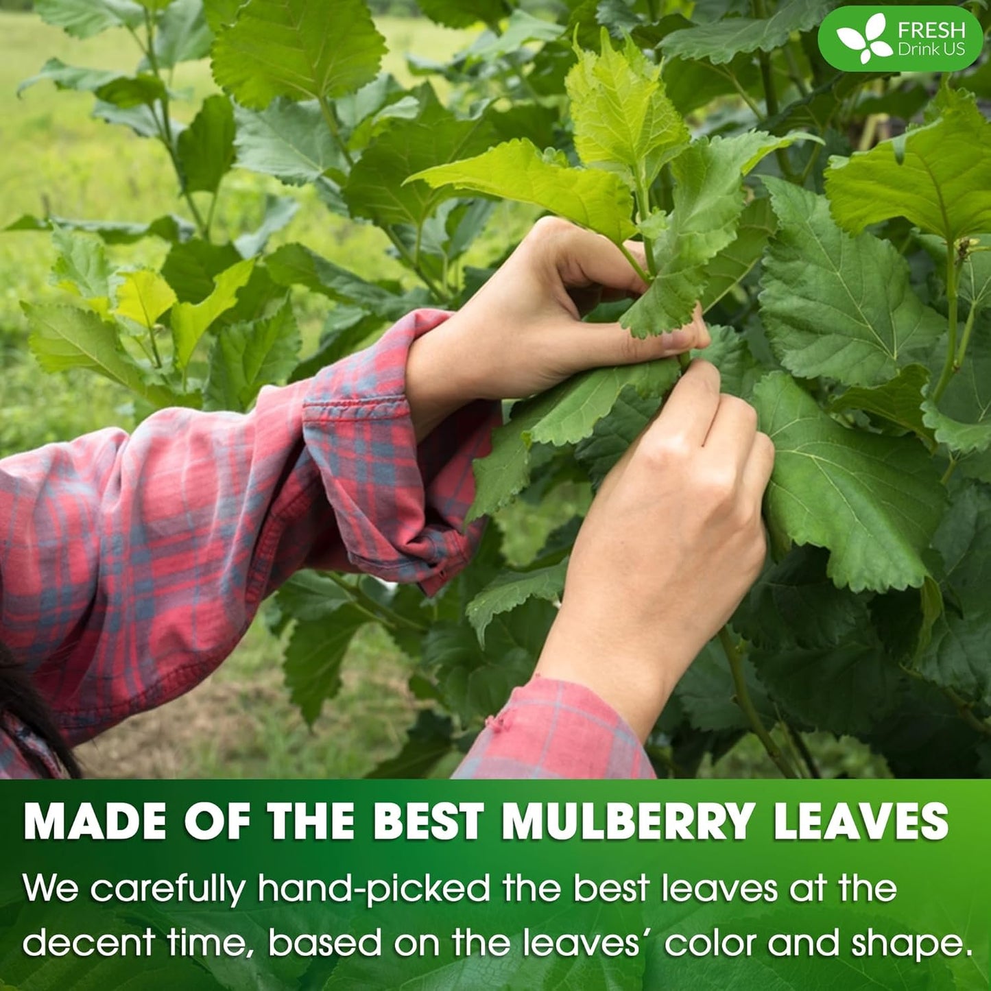 FreshDrinkUS, Permium 8oz Mulberry Leaves, 100% Natural & Pure from Mulberry Leaves, Mulberry Leaf Tea, Mulberry Loose Leaf Herbal Tea, No Additives, No Caffeine, Vegan