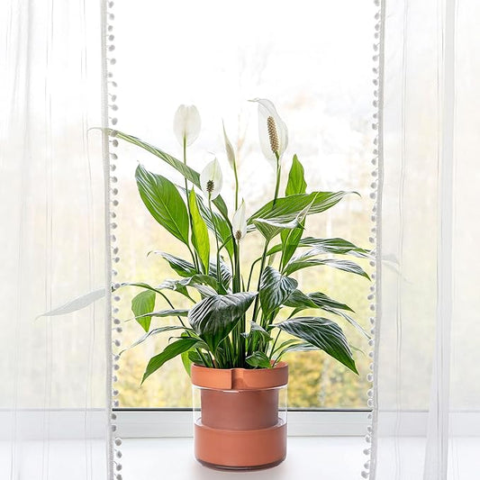 Phoenix Vine 8 Inch Self Watering Planter Pot, Terracotta Clay Pot with Glass Reservoir for Indoor Plants, Herbs, Flowers, Set of 1, 52-A-H-1