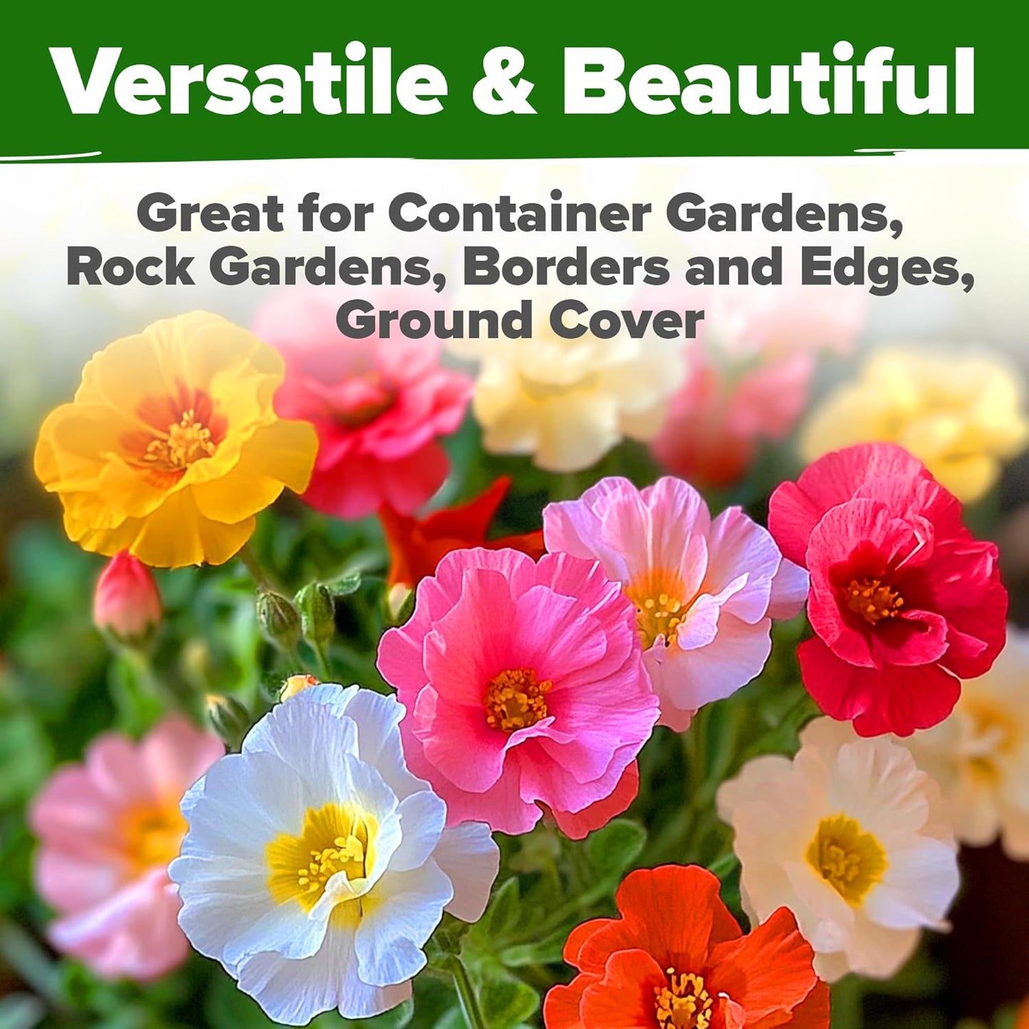 HOME GROWN 23,500+ Moss Rose Seeds (Bulk Pack) Annual Flower for Ground Cover - Heirloom π‘π’π‘-ππ π’ Portulaca Seeds for Planting Outdoors - Great for Low-Maintenance Gardens (Portulaca grandiflora)