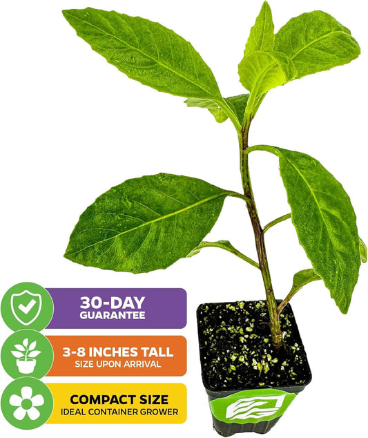 Longevity Spinach Live Plant - Gynura procumbens - Wellspring Gardens Nutrient-Rich Live Vegetable Plants - Vibrant & Healthy Plants, Easy to Grow & Maintain - Ideal for Outdoor & Indoor Planting